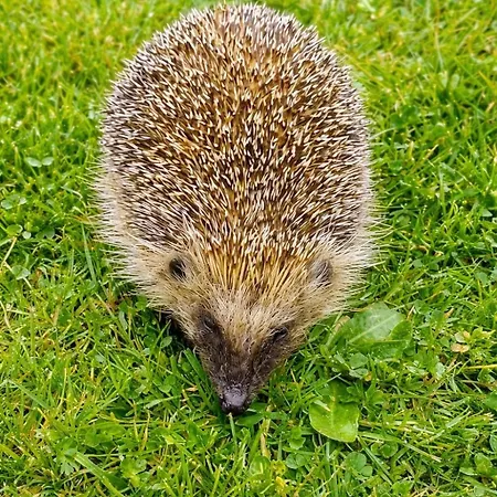 Maison Saint Couette-café