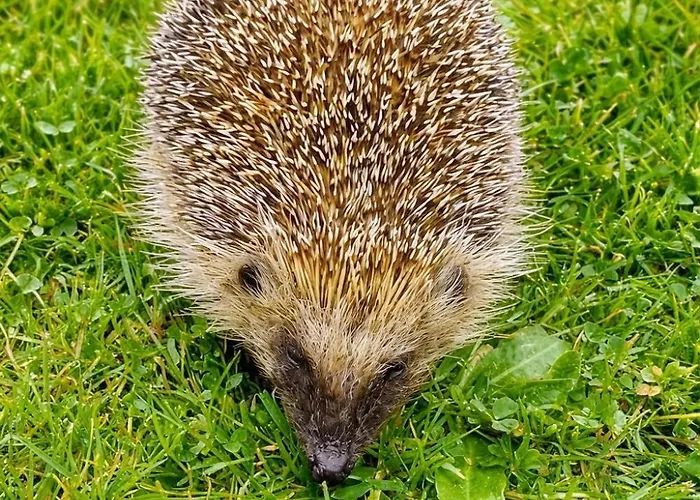 Maison Saint Couette-café