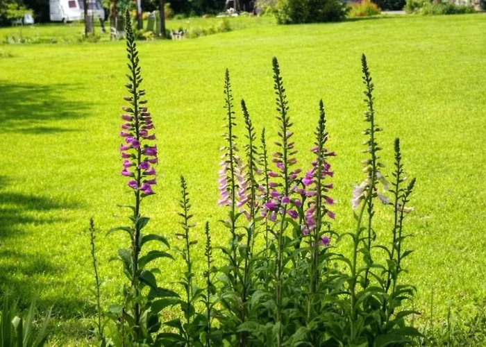 Couette-café Maison Saint *